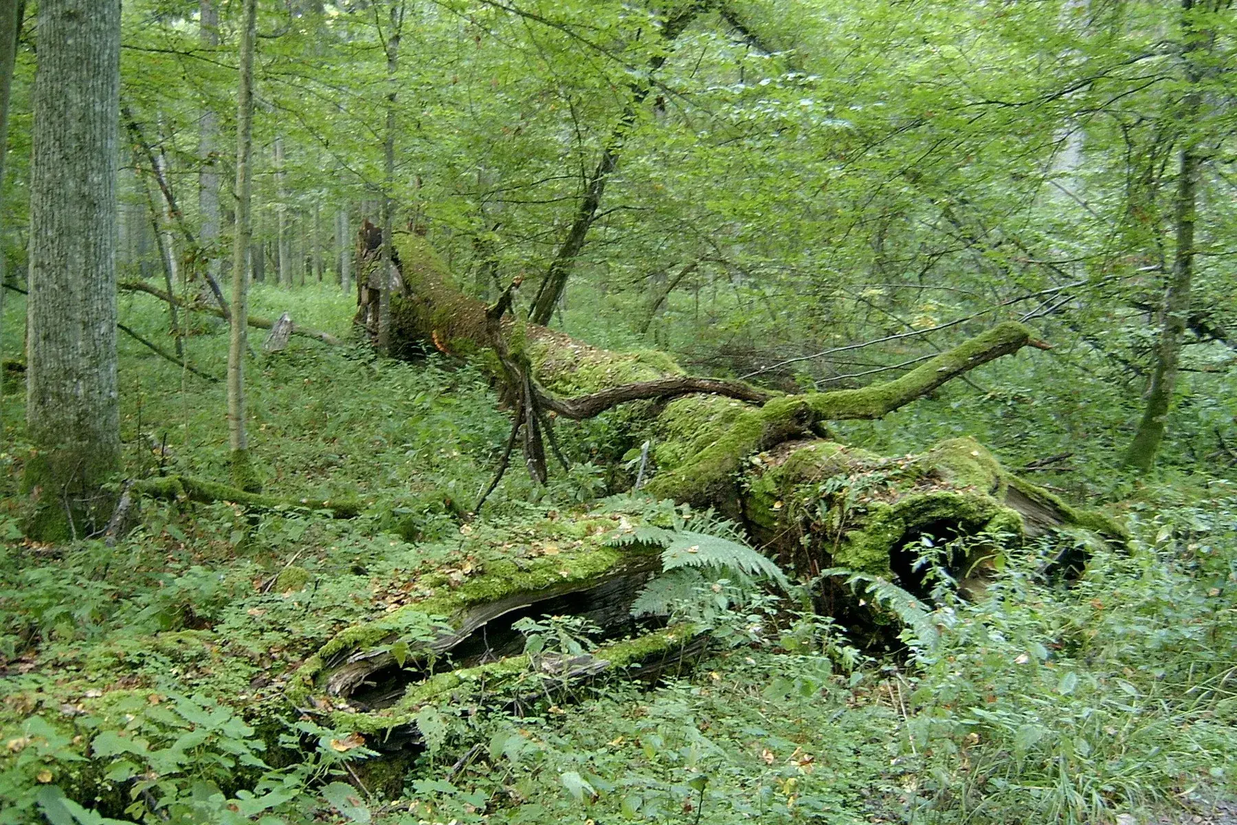 Bosque del Parque Nacional de Białowieża