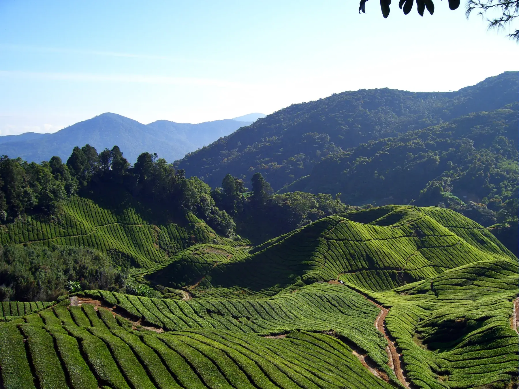 Plantaciones de té en Cameron Highlands