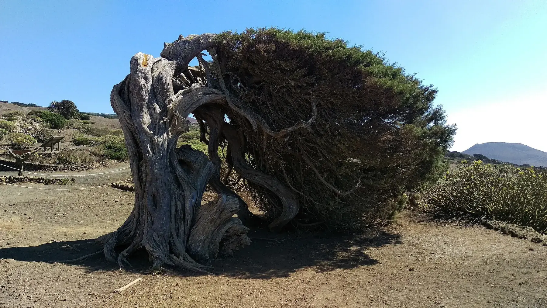 Sabina moldeada por el viento en El Sabinar de El Hierro
