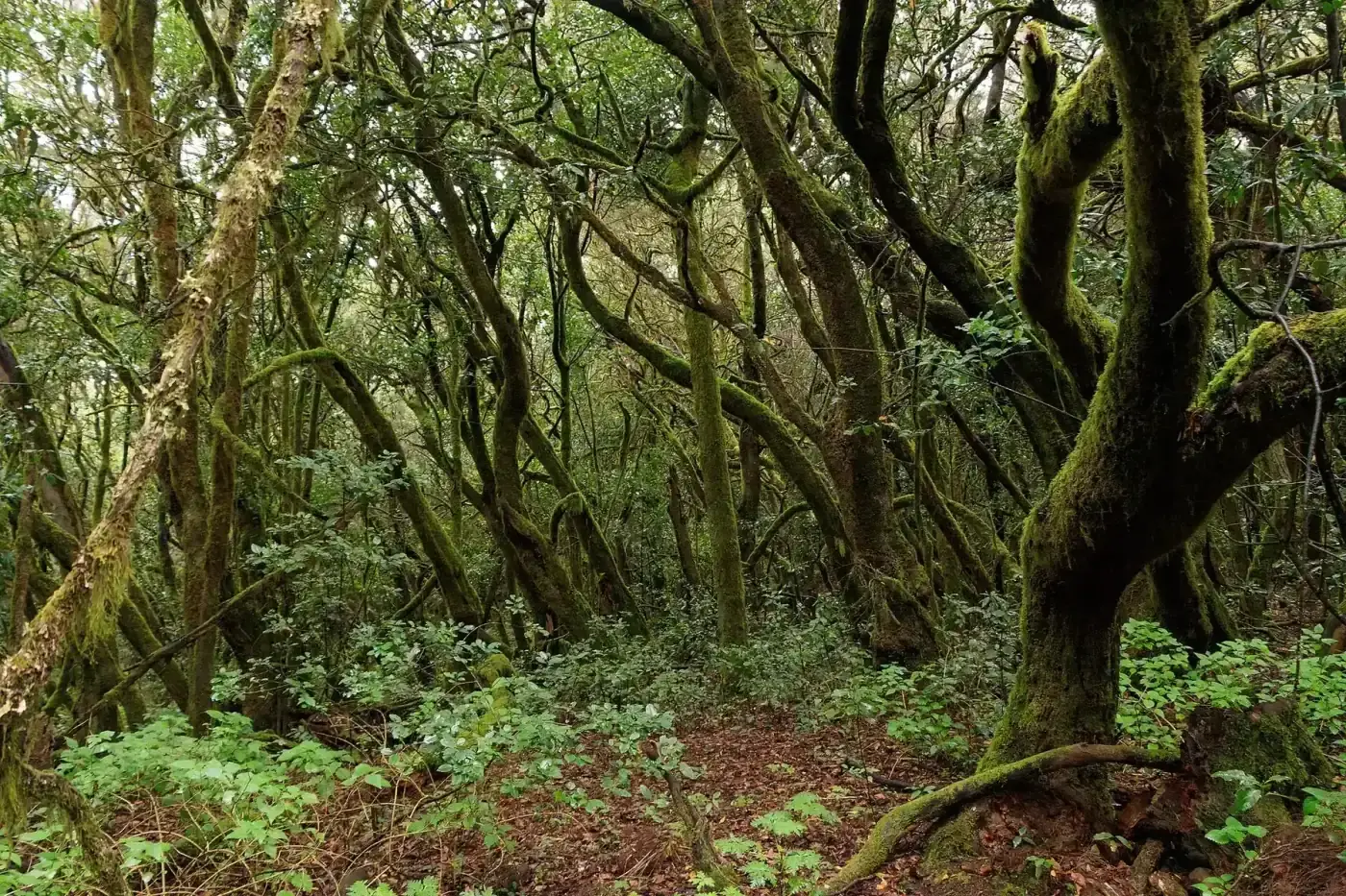Bosque de laurisilva húmeda en La Gomera