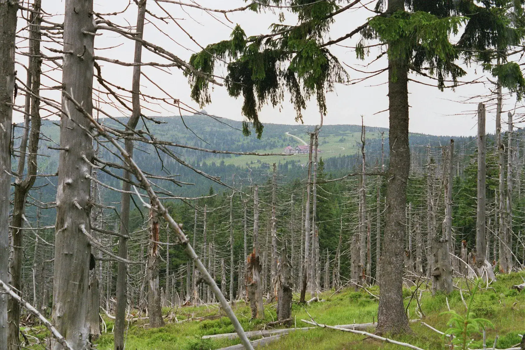 Árboles secos y paisaje de Karkonosze en la fotografía original