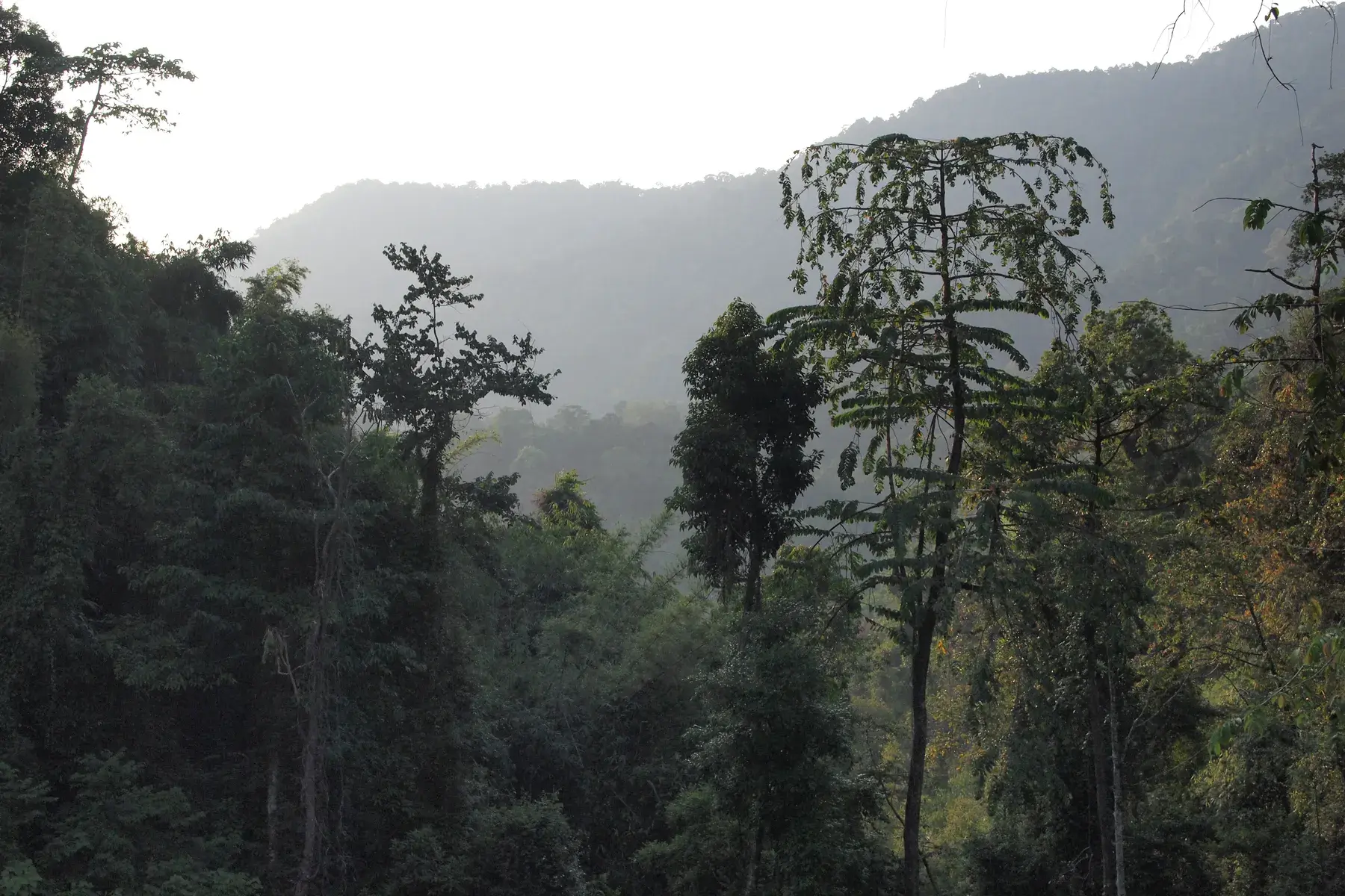 Bosque tropical de Khao Sok
