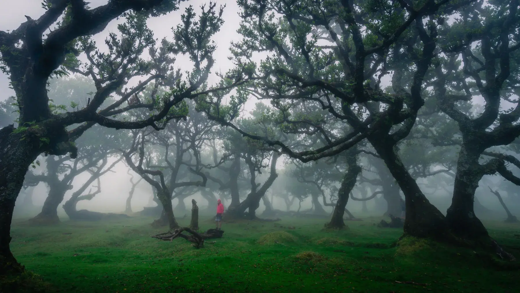Árboles de laurisilva envueltos en niebla en Fanal, al oeste de Madeira