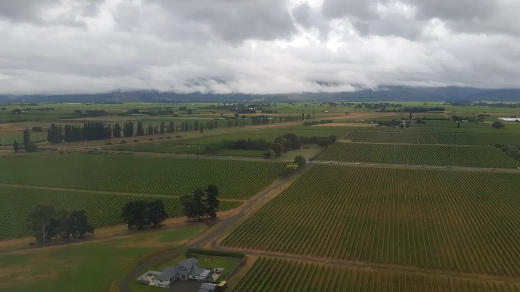 Viñedos en Marlborough