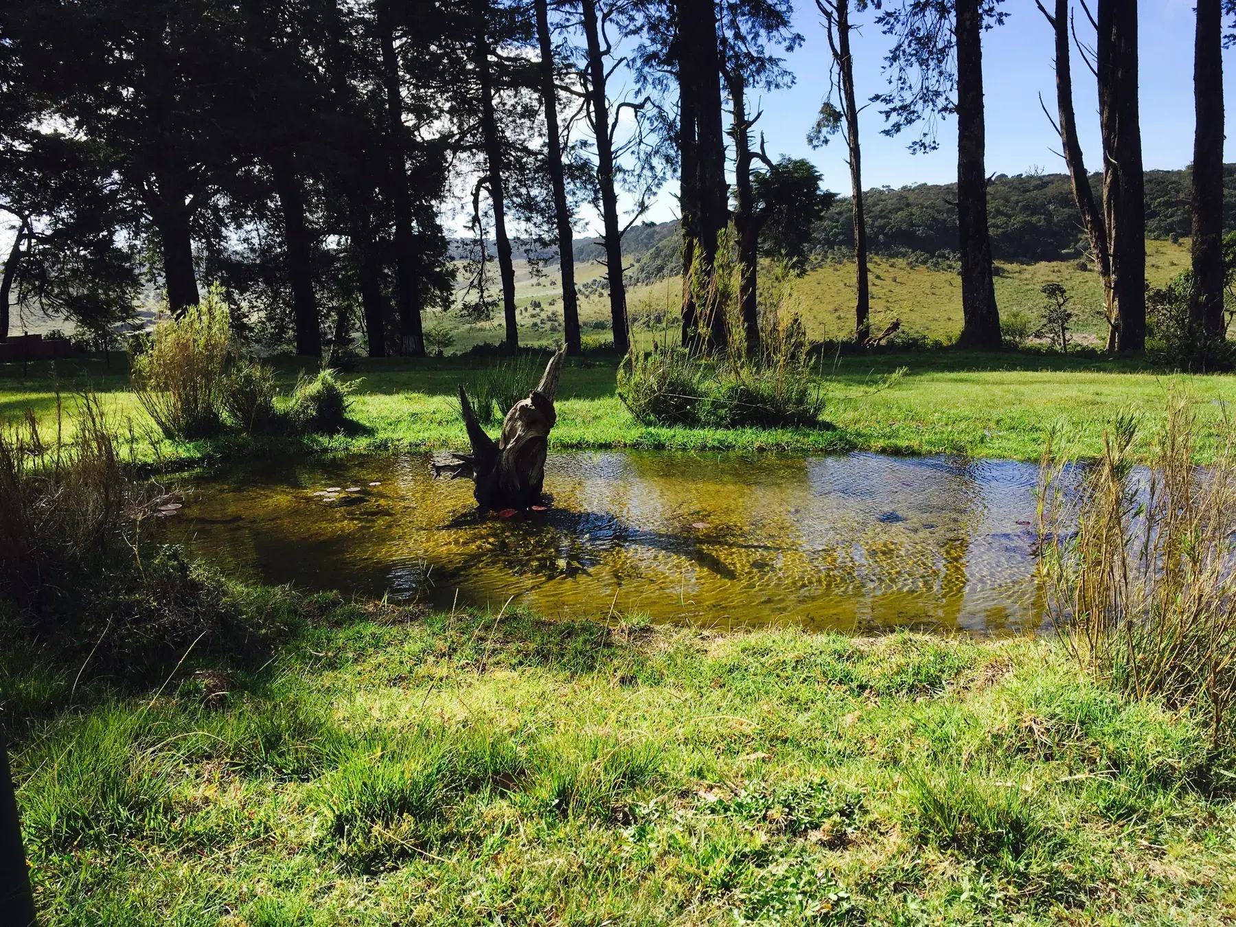 Pradera arbolada en Horton Plains
