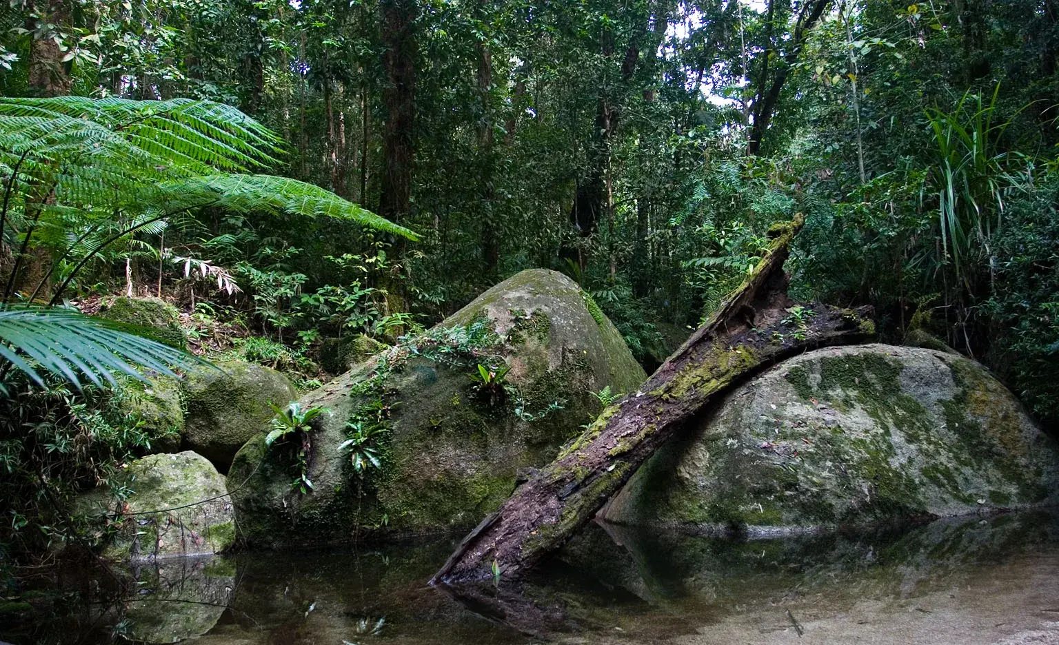 Port Douglas y Daintree: Daintree National Park