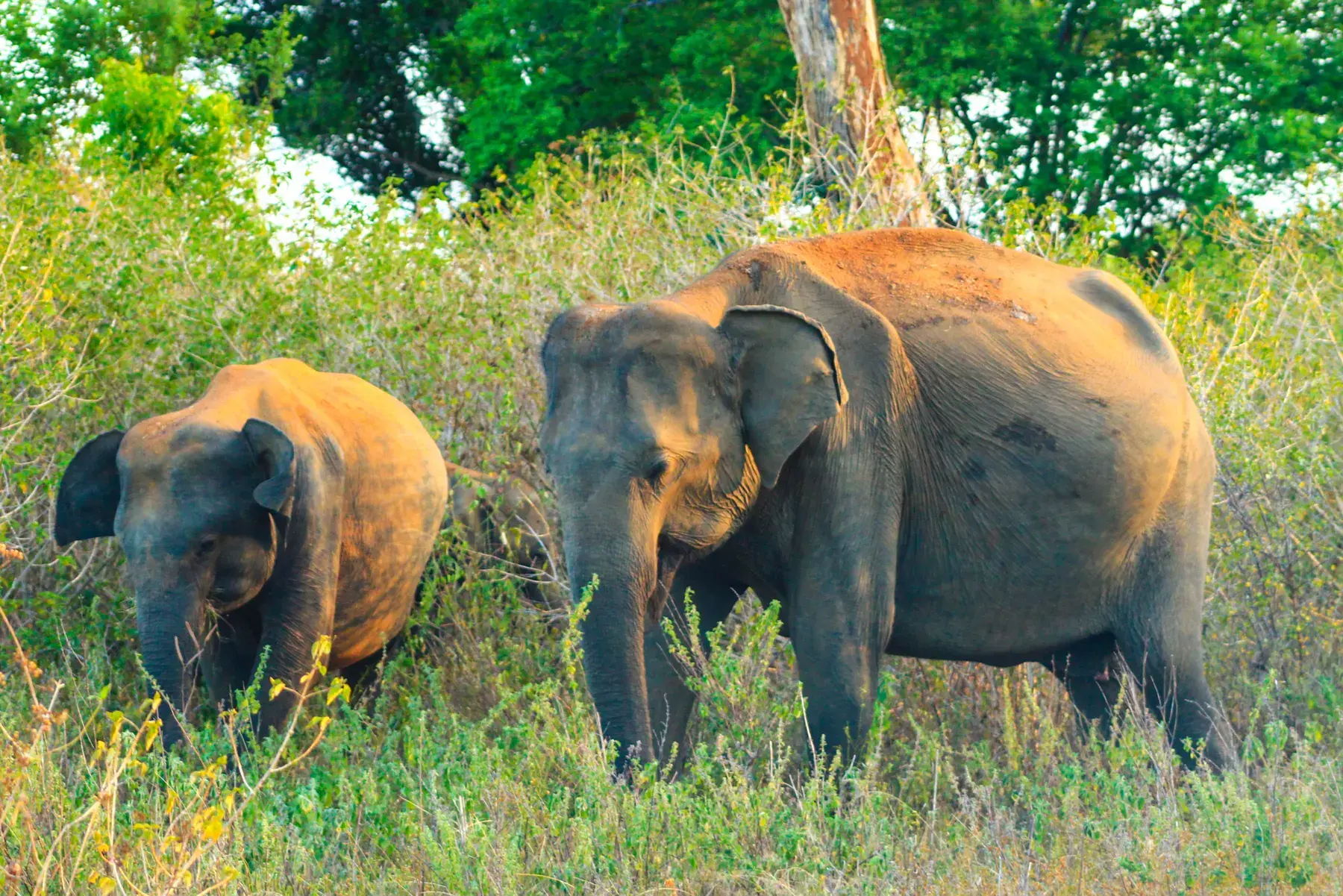 Elefantes en libertad en el parque nacional de Udawalawe