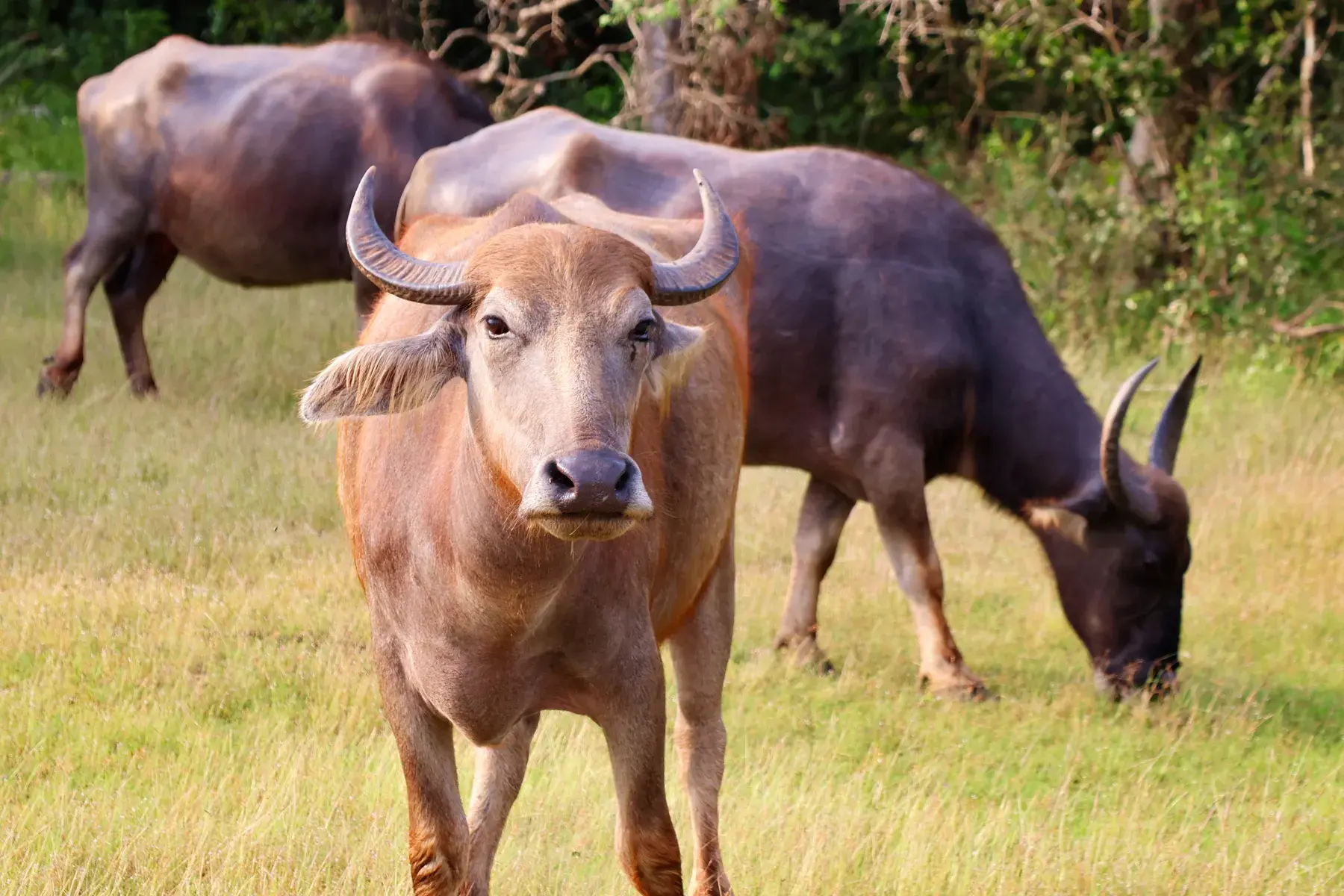 Búfalos en el parque nacional de Wilpattu