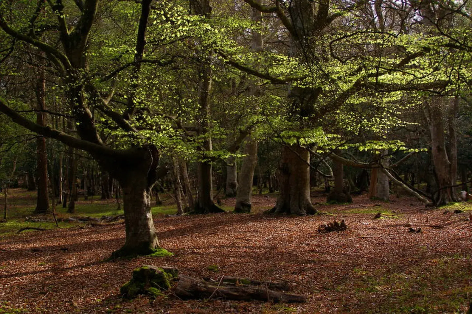 Hayedo de Mallard Wood en New Forest